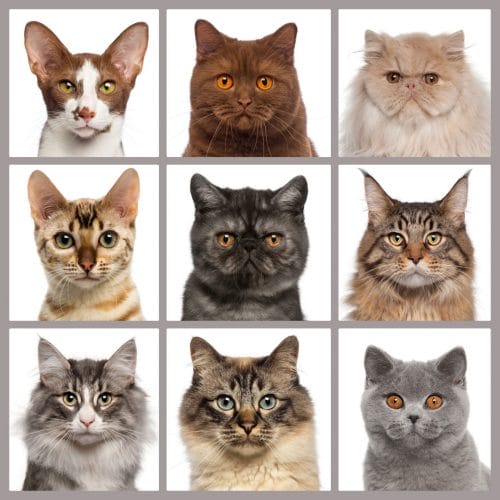diferentes tipos de gatos