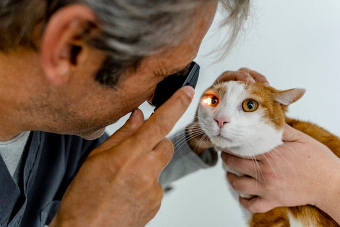 1675377273 111 Exceso de celulas sanguineas en el ojo de los gatos