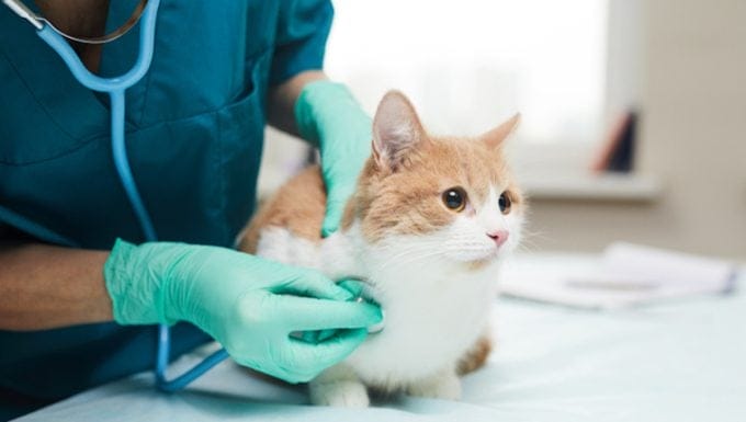 Exceso de calcio en sangre en gatos sintomas causas y