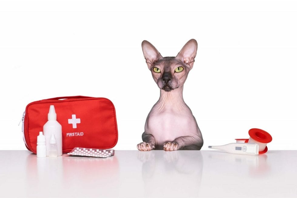 Gato con botiquín de primeros auxilios.